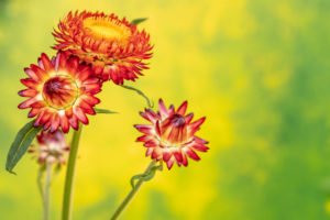 Strawflower Helichrysum Moreska, close-up view Strawflower Helichrysum Moreska, close-up view